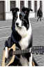 Placeholder: One single mature border collie, friendly, playing guitar in the street , Vienna, opera, sunny day, model style, hyper realistic, extremely accurate, delicate, extremely detailed, Graphic novel style, wide-angle, open aperture, superfine pencil