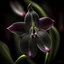 Placeholder: Orchid