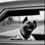 Placeholder: Portrait of a dog in car, 64K --v 2