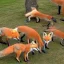 Placeholder: So many Foxes