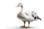 Placeholder: White background, single goose, fine rendering, high detail, high resolution, 8K