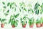 Placeholder: vector plants and herb set illustration. watercolor