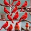 Placeholder: Collage of Cardinals.