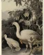 Placeholder: a repeating pattern of Vintage European chinoiserie wallpaper with dodo bird and oak leaf branches