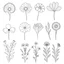 Placeholder: set of grow wind flower bouqute, SIMPLE ONE lineS art, white background, minimalis, different view, only white bakcground solid.