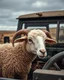 Placeholder: portrait of a mechanic with a hybrid mixed body part sheep, working on an old land rover in the countryside