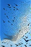 Placeholder: realistc drawing of a swarm of swallows in the blue sky.