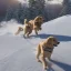 Placeholder: golden retriever skiing in the Carmel mountains