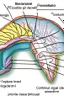 Placeholder: neural plate forming the neural groove and then folding into the neural tube
