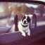 Placeholder: Portrait of a dog in car, 128K --v 3