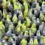 Placeholder: a thousand budgies