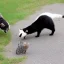 Placeholder: Badger playing with cat