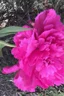 Placeholder: Alien Peony; Nature Surrealism