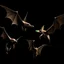 Placeholder: bats