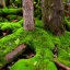 Placeholder: Fallen log on a forest floor covered with mushrooms and moss,highly detailed,hyperrealism