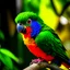 Placeholder: Rainbow Lorikeet