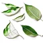 Placeholder: unconnected leaves with jagged edges on a white background