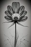 Placeholder: Realistic x-ray flower with intricate details, texturized effect, black and white, inspired by Hugh Turvey, Bert Myers and flower photography, enhanced with dramatic lighting