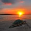 Placeholder: turtle and sunset