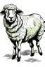 Placeholder: disegno clipart pecora
