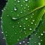 Placeholder: waterdrops on green leave, photorealistic, high quality, 8k , details, macro zoom