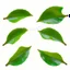 Placeholder: unconnected cherry-plum leaves with jagged edges on a white background, top right is 2 leaves overlapping, stock image