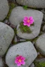 Placeholder: small beautiful flowers grow out of cracks in the grey stones and rocks