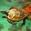 Placeholder: turtle and flower sea and mountain