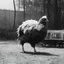 Placeholder: Le Poulet Basquaise [vintage style noisy scratches glitches, Shot the texture and then rewound the film and double exposed from a 1970 B series movie]