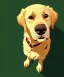 Placeholder: Cute golden retriever puppy dog sitting down looking up , plain background