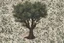 Placeholder: olive tree keffiyeh