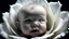 Placeholder: in the middle of a white rose, the very blure very transparent face of a baby can be seen, nightmare, surreal, dark fantasy