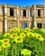 Placeholder: flowers of peace blooming on damaged building in war torn city