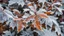 Placeholder: Frozen Leaves