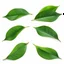 Placeholder: unconnected leaves on white background, stock image