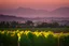 Placeholder: viñedos al atardecer con un pueblo al fondo, fotografía real, foto periodismo, fotografía realizada con una cámara Leica y un objetivo de 50mm