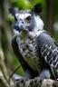 Placeholder: harpy eagle