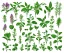 Placeholder: Vector plants and herb set illustration. Watercolor white backdrop