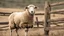 Placeholder: A sheep butting the corral fence