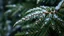 Placeholder: A mesmerizing close-up shot of a fern . Delicate snowflakes glisten, frozen in time, against a magical forest backdrop. The detailed evergreen branches create a vivid and beautiful natural background