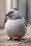 Placeholder: Chubby and cute pigeons