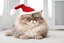 Placeholder: a grumpy fat cat in a christmas hat