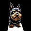 Placeholder: an angry scruffy black terrier on black background, yellow eyes, defined teeth, turned to the right, illustration