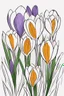 Placeholder: outline art for Spring: Crocuses , White background. sketch style, clean line art, white background, no shadow and clear. White/black