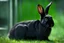 Placeholder: Cybernetically enhanced black rabbit. Photograph.