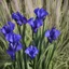 Placeholder: Blue irises can be very blue, or more of a lavendar-blue.