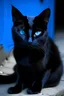 Placeholder: black and blue cat