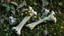 Placeholder: digital art many wildflowers and two-three thin bones, on the old bones there is little moss, and many wildflowers, green soup vines are wrapped around them, leaves, grass, small flowers, passing, peace, silence, ethereal, symbiosis of life, death and the vegetation of the earth, cycle, impressive, thought-provoking, suggestive, beautiful and artistic style