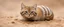 Placeholder: snail sand cat in burrow