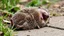 Placeholder: The hedgehog lies on its back and laughs,